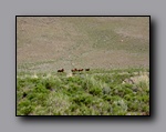 Click to enlarge 810 shelr bpk 13062005 wild horses in valley 2.jpg